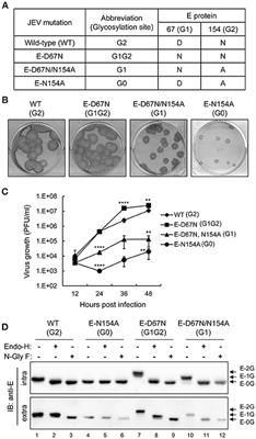 DC-SIGN Binding Contributed by an Extra N-Linked Glycosylation on Japanese Encephalitis Virus Envelope Protein Reduces the Ability of Viral Brain Invasion